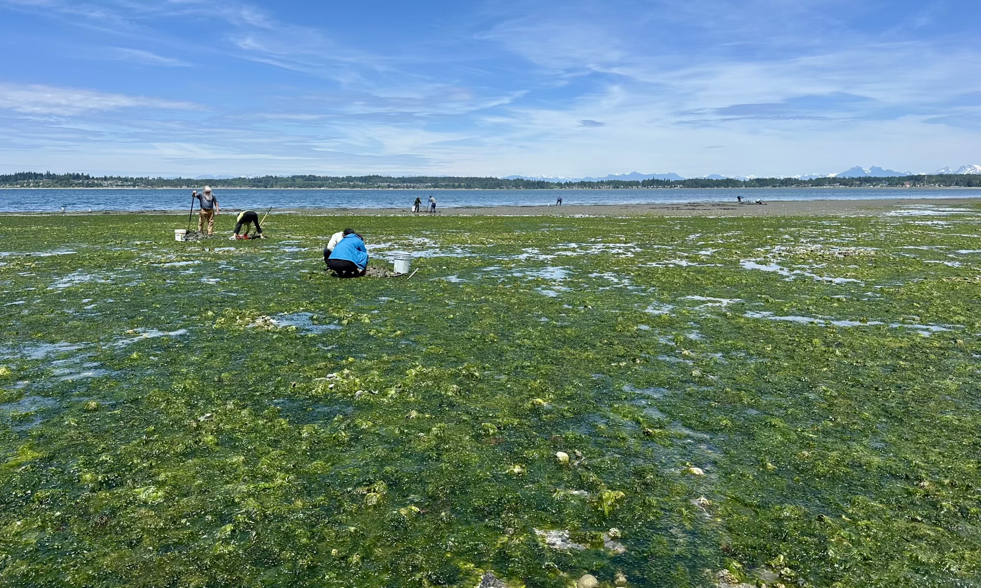 大西北赶海之Horse Clam
